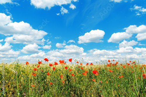 red poppies on field and clouds over it