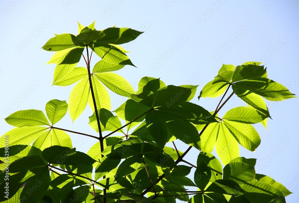 Obraz premium leaves of chestnut tree