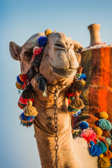 Fotobehang Kameel Snuit van Afrikaanse kameel close-up  © Oleg Zhukov