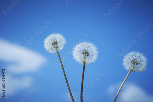 Dandelion field