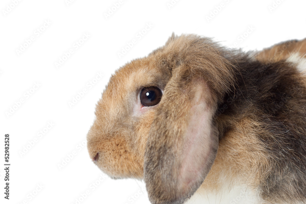 side of rabbit