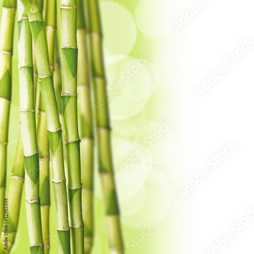 Cannes de bambous  fond vert