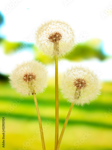 Dandelions on bright background