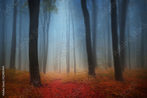 Canvas Print Foggy autumn day into the forest