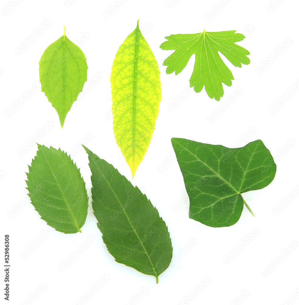 Green leaves isolated on white Green leaves isolated on white