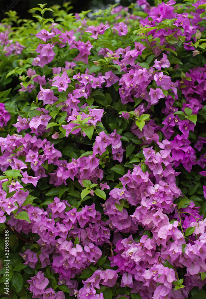 bush of pink flowers bush of pink flowers