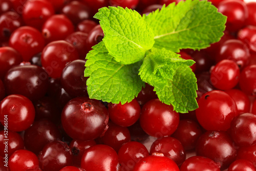 Ripe red cranberries, close up.