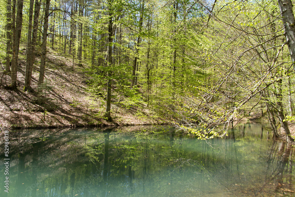 Lake and Forest in Bolu Lake and Forest in Bolu