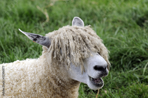 Fotografi Cotswold Sheep also known as a Cotswold Lion
