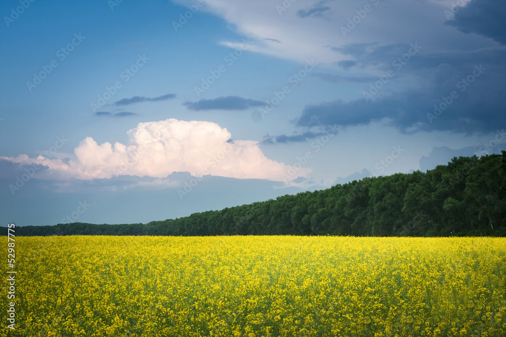 Obraz premium field of rapeseed with beautiful cloud