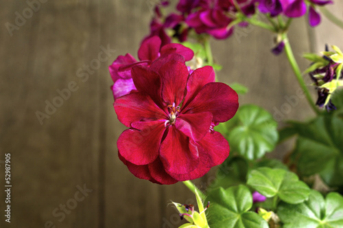 Fototapeta Naklejka Na Ścianę i Meble -  Red geranium flowers