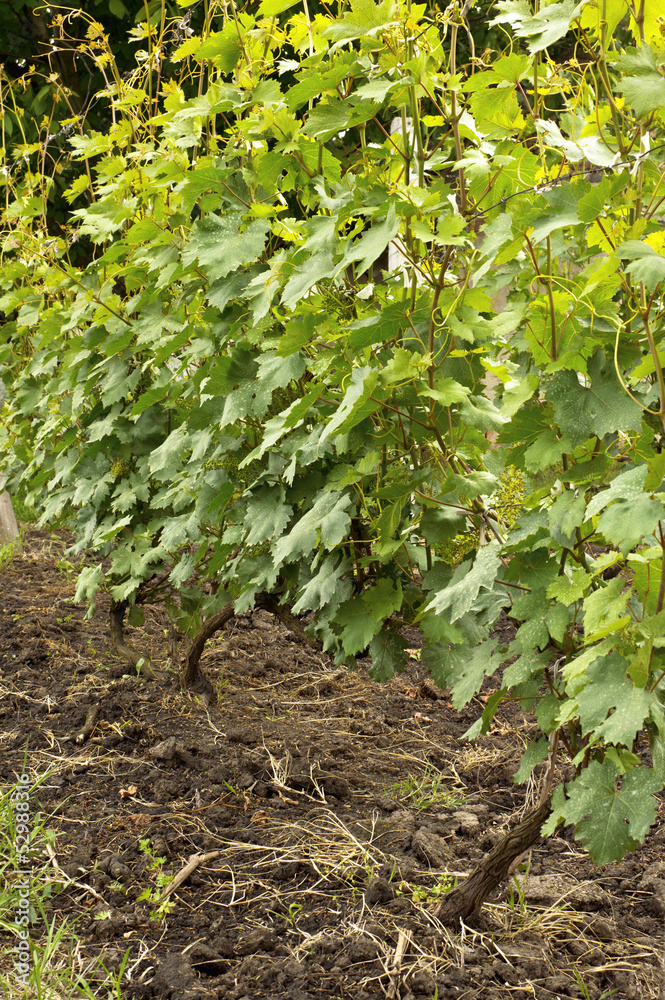 Several bunches of unripe young grapes. Several bunches of unripe young grapes.