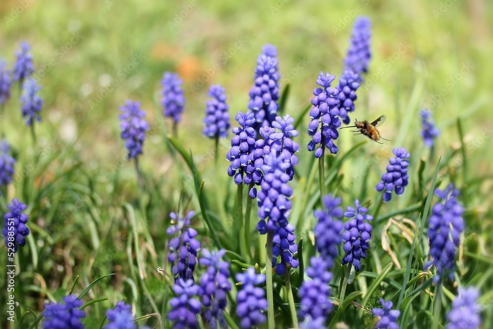 Bombylius major on armenian grape hyacinths Bombylius major on armenian grape hyacinths