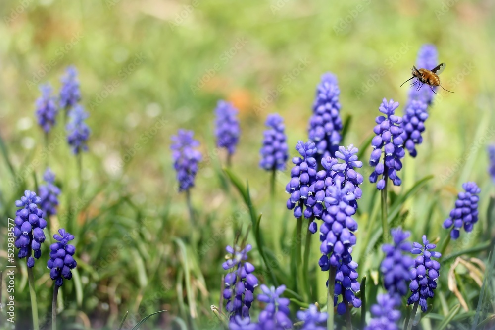 Obraz premium Bombylius major on armenian grape hyacinths