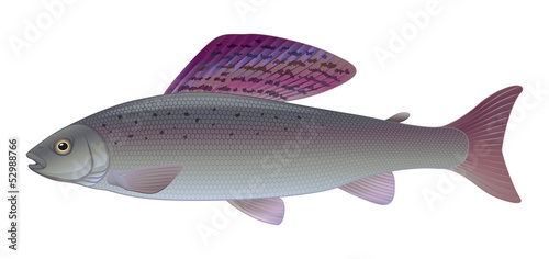 Grayling - (Thymallus thymallus) Freshwater Sport Angler Fish