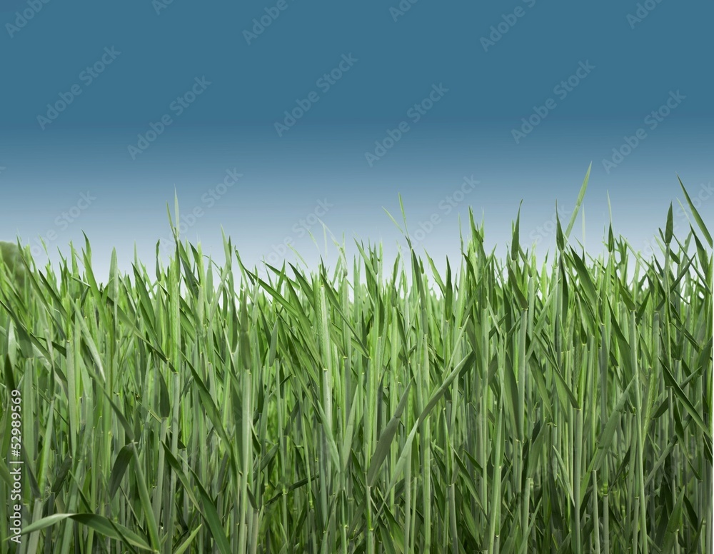 Obraz premium beautiful landscape, blue sky