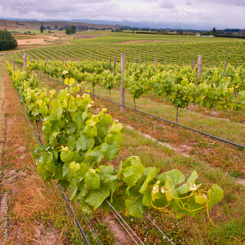 Organic Vineyard leaves in rows photo