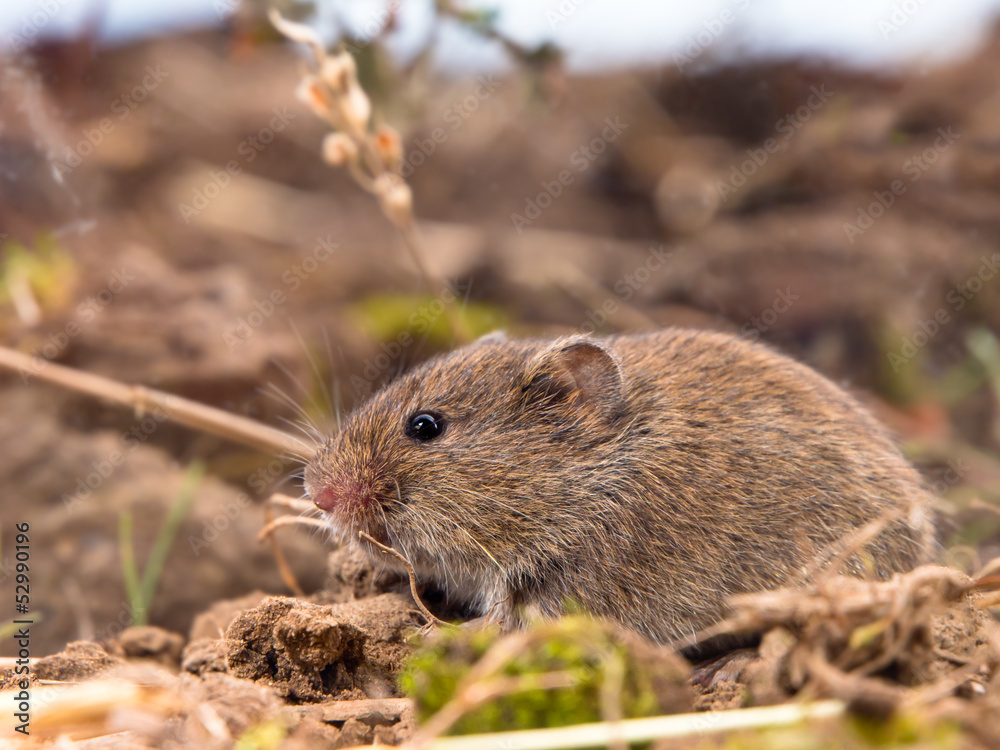 Common Vole (Microtus arvalis) in a Field Common Vole (Microtus arvalis) in a Field