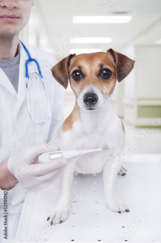 measure the temperature of the dog's veterinarian