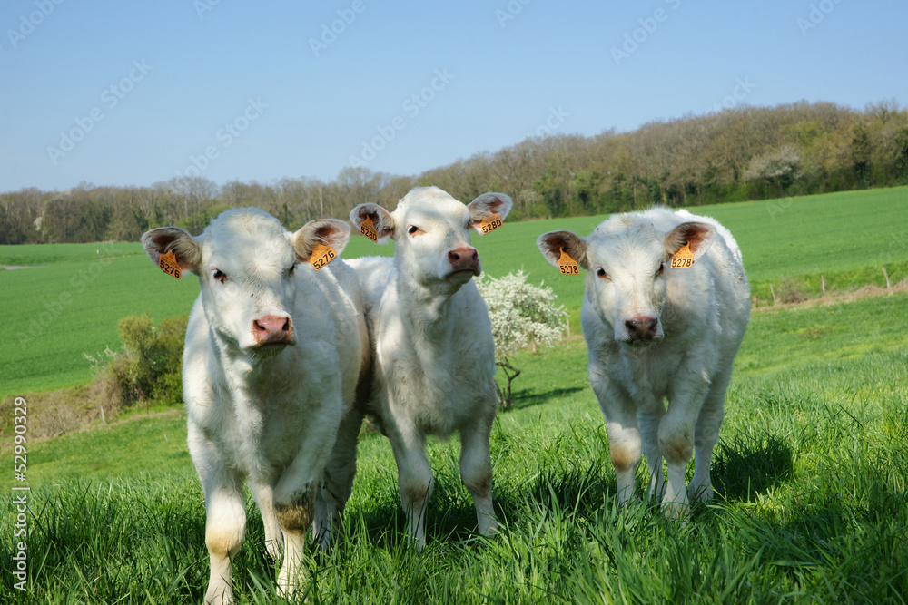 Obraz premium Animal ferme 113