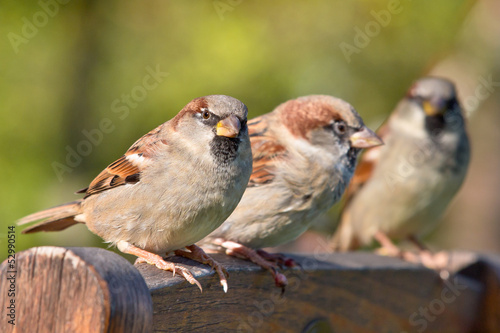 Group of House Sparrow photo