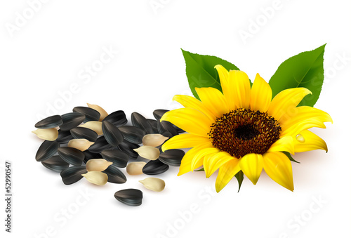 Background with a yellow sunflower and sunflower seeds. Vector