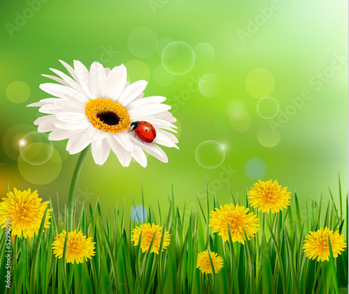 Summer nature background with ladybug on white flower. Vector.