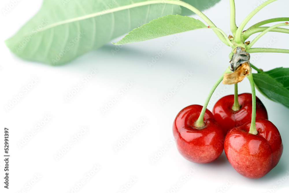 Obraz premium cherry on white