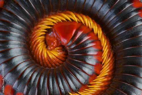 Fotobehang Red fire millipede / Aphistogoniulus corallipes