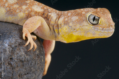 Barking gecko / Ptenopus garrulus photo