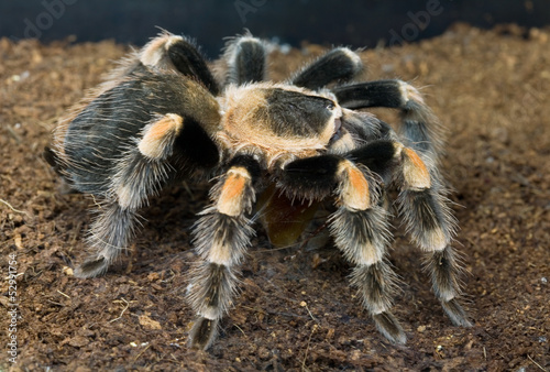 spider tarantula