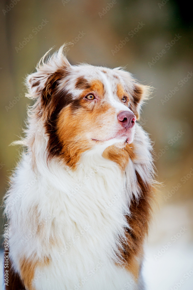 Australian Shepherd Hund, red merle Stock Photo | Adobe Stock