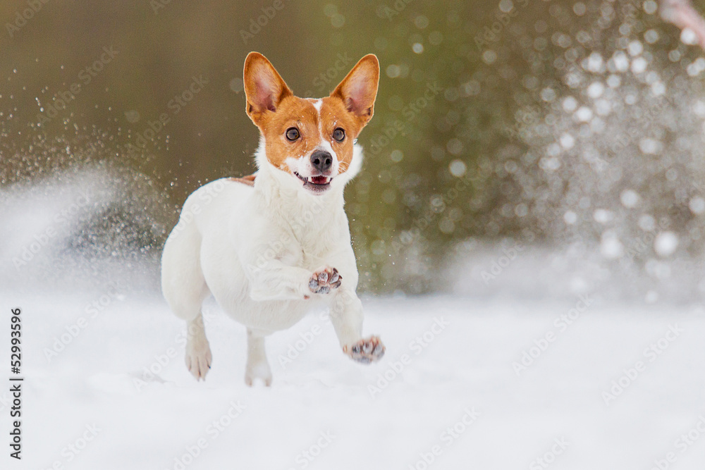 Jack Russell Terrier in Bewegung Jack Russell Terrier in Bewegung