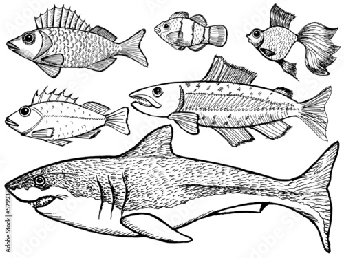 set of kinds of the fish
