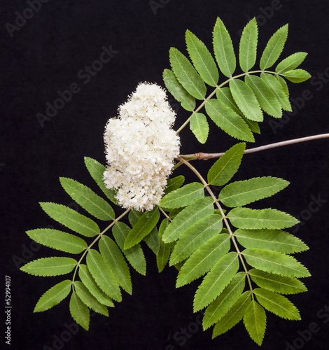 Bild auf Leinwand Rowan flowers (mountain ash, Sorbus aucuparia) on a black backgr