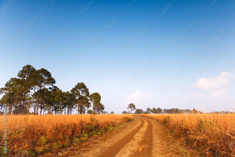 Road in field and blue sky with clouds