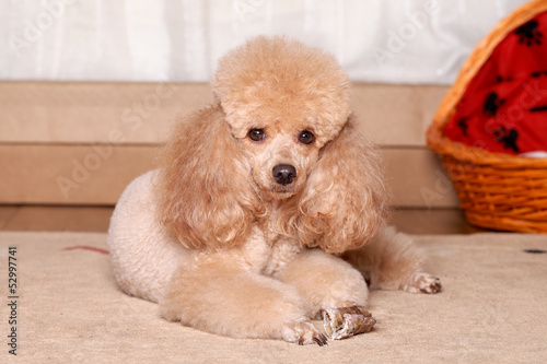 Miniature brown poodle resting