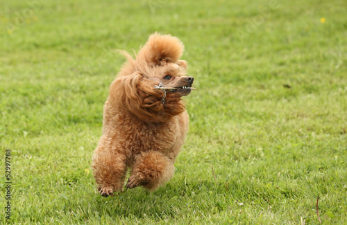 Toy Poodle runs over the meadow