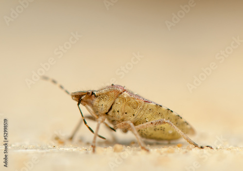 Dolycoris baccarum photo