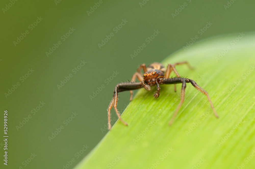 Xysticus Xysticus