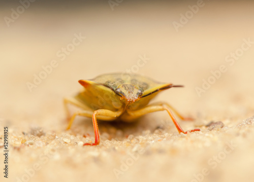 Carpocoris fuscispinus photo