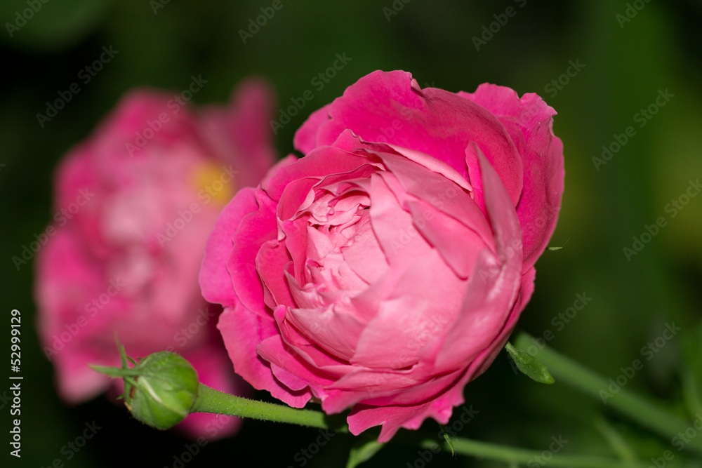 Obraz premium beautiful rose flower in nature. macro