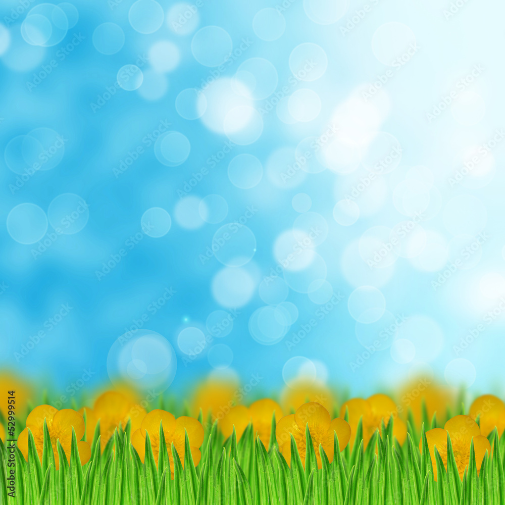 Obraz premium Field of yellow flowers and grass on the sky background