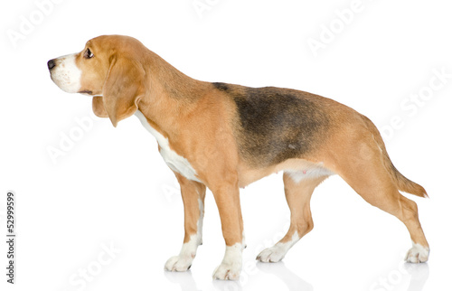 Beagle dog looking away. isolated on white background