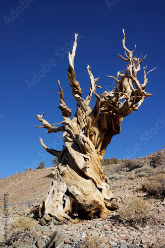 Strange shaped world oldest tree, methuselah photo