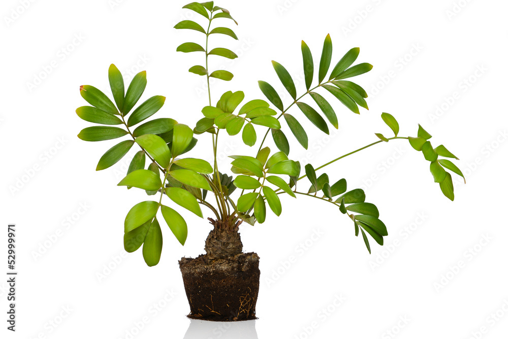 Fototapeta premium Zamia furfuracea tree isolated on white background
