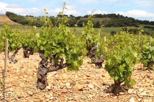 Chateauneuf du Pape Weinanbau im steinigen Boden photo