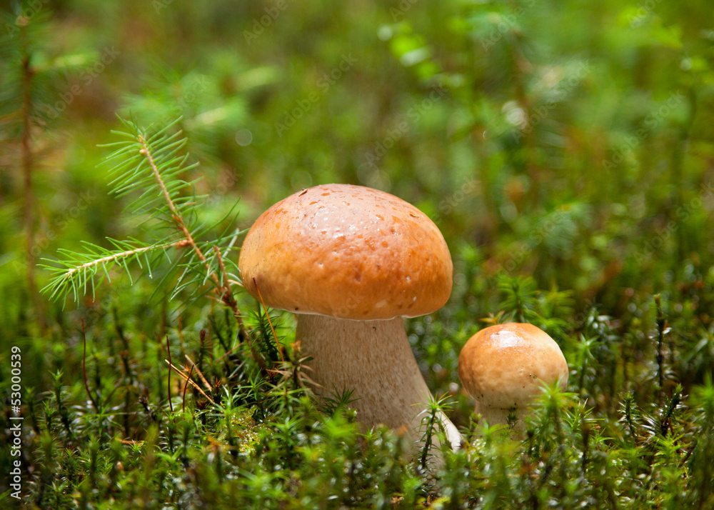 Two ceps with dew drops in the forest. Two ceps with dew drops in the forest.