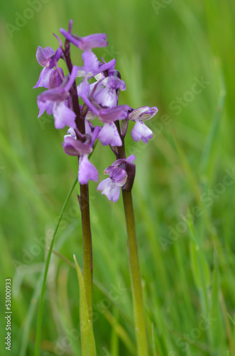Green winged Orchid