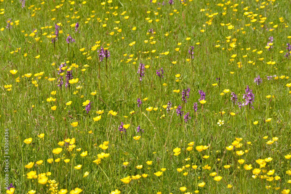 buttercups and orchids